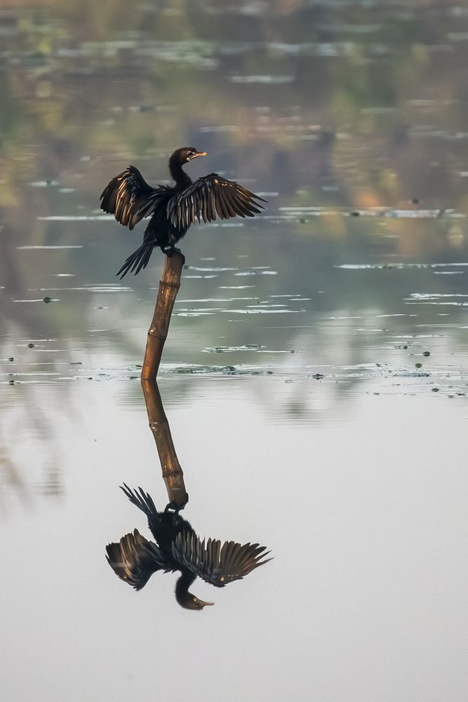 Collection of Bird Behavior photos