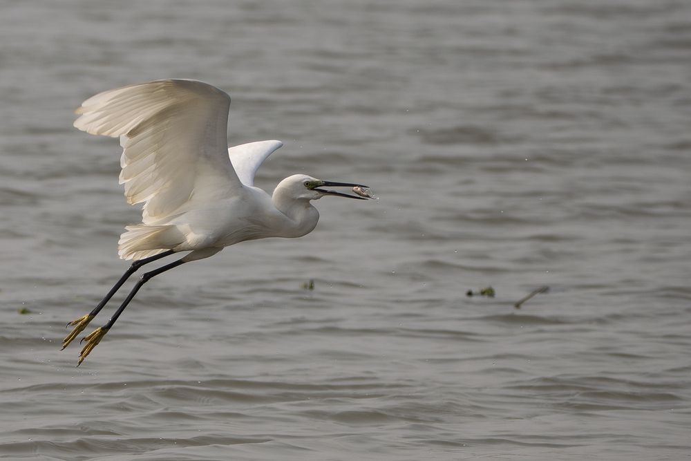 Collection of Bird Behavior photos
