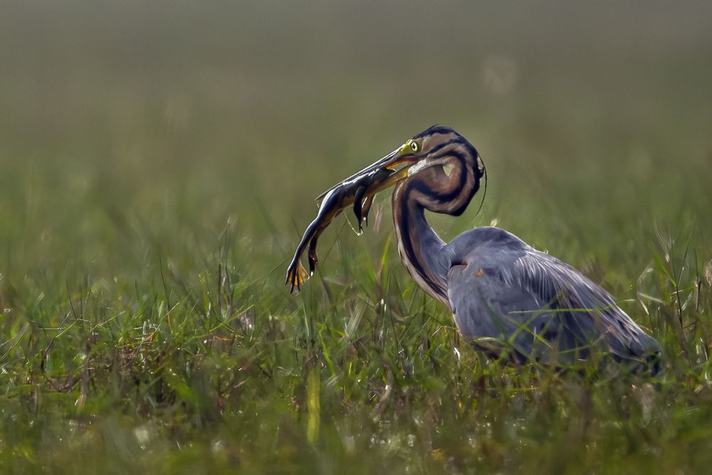 Collection of Bird Behavior photos