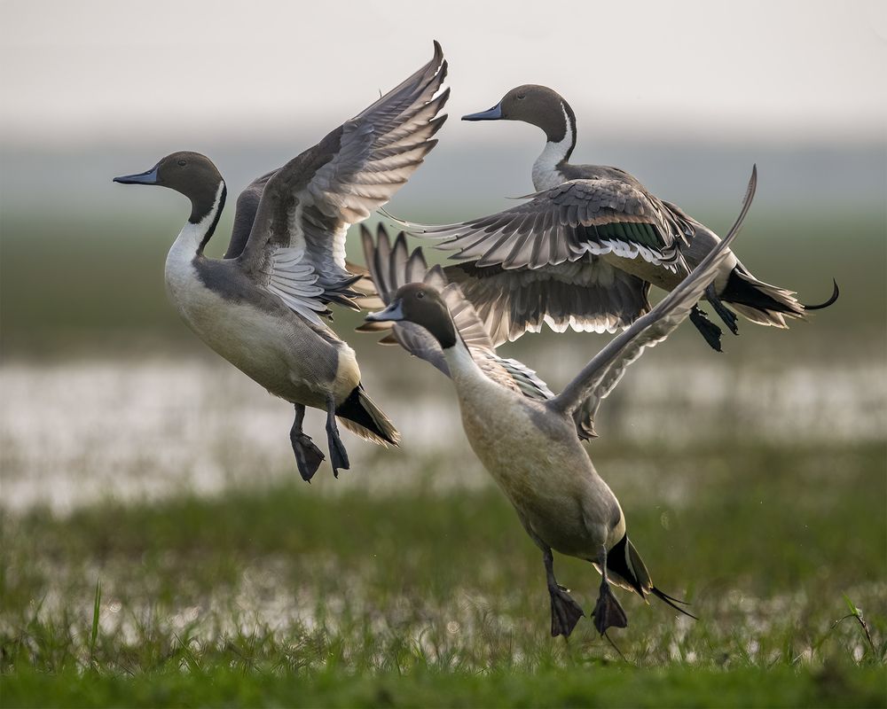 Collection of Bird Behavior photos