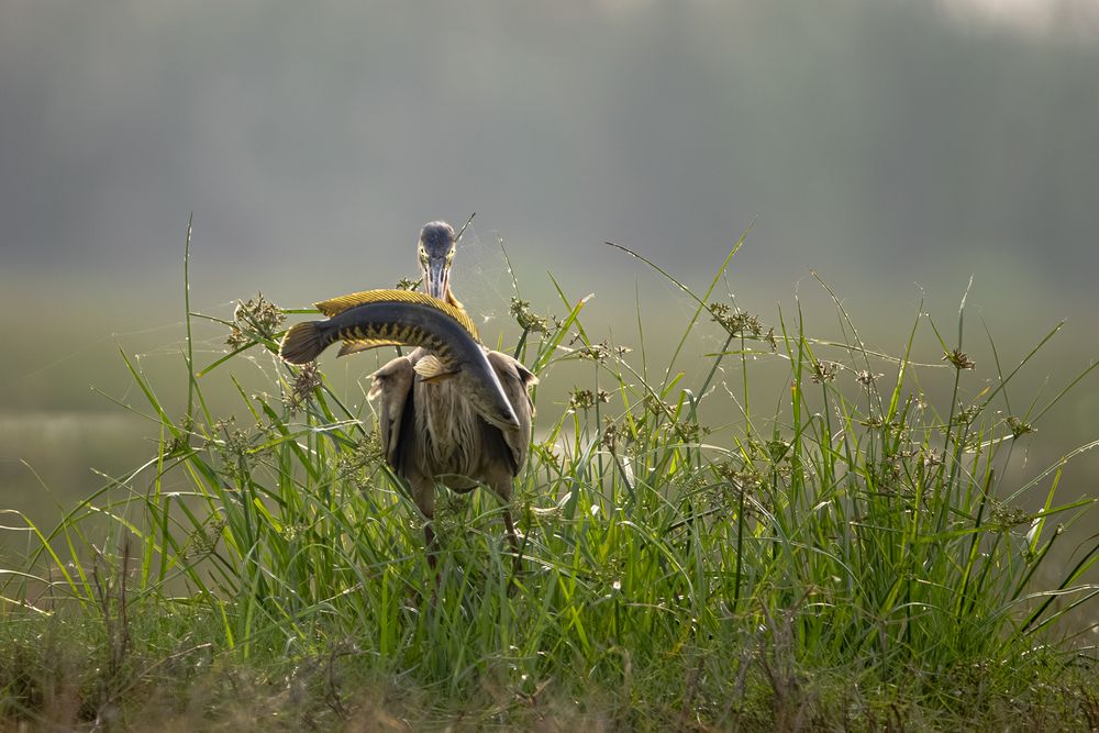 Collection of Bird Behavior photos