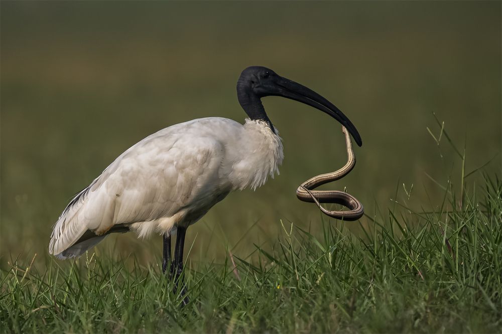 Collection of Bird Behavior photos