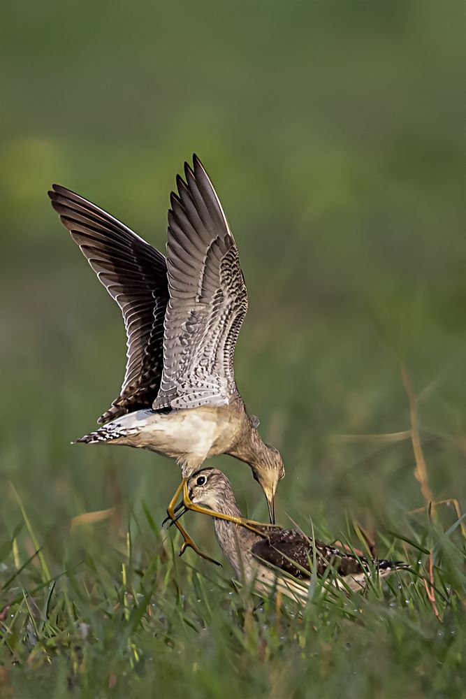 Collection of Bird Behavior photos