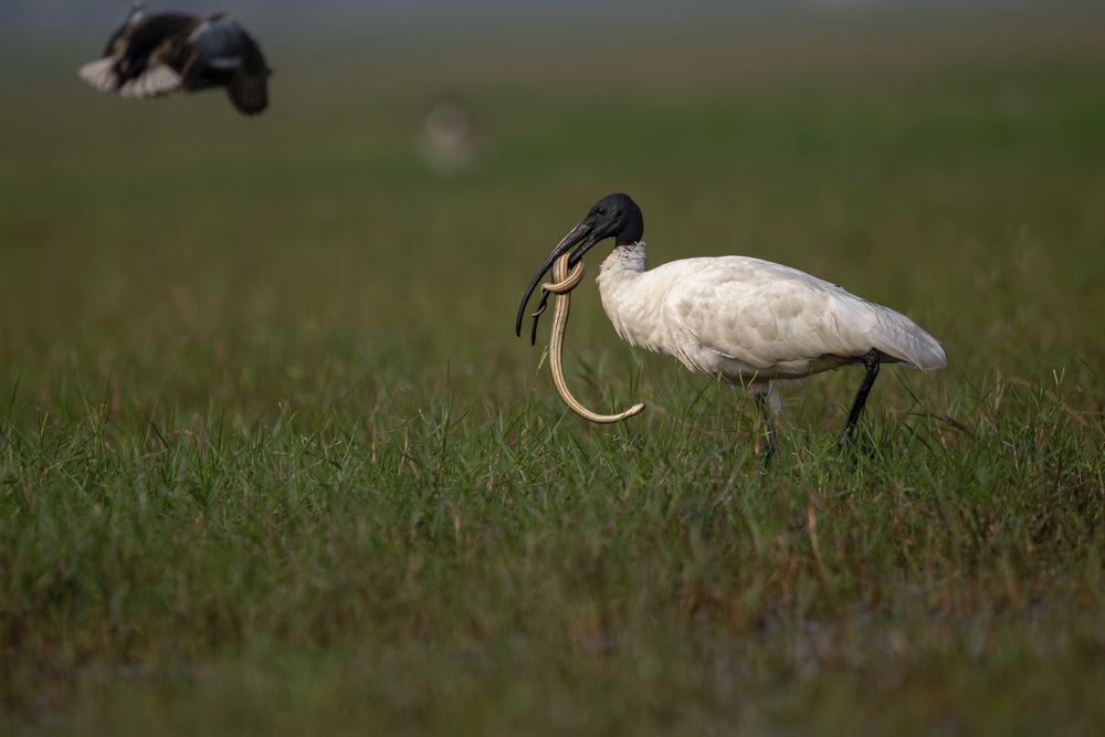 Collection of Bird Behavior photos