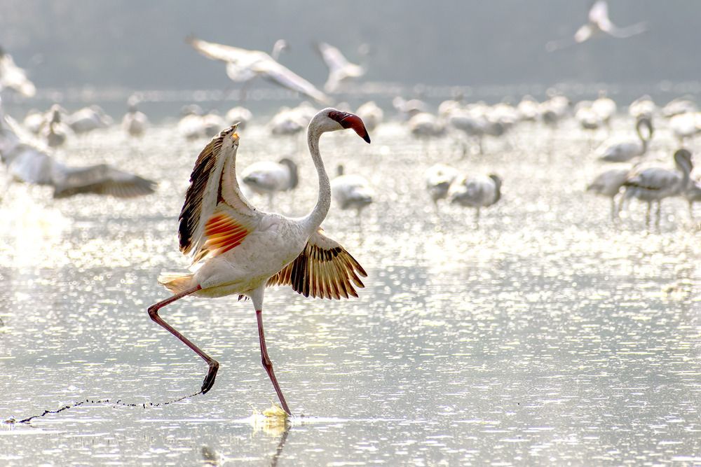 Collection of Bird Behavior photos