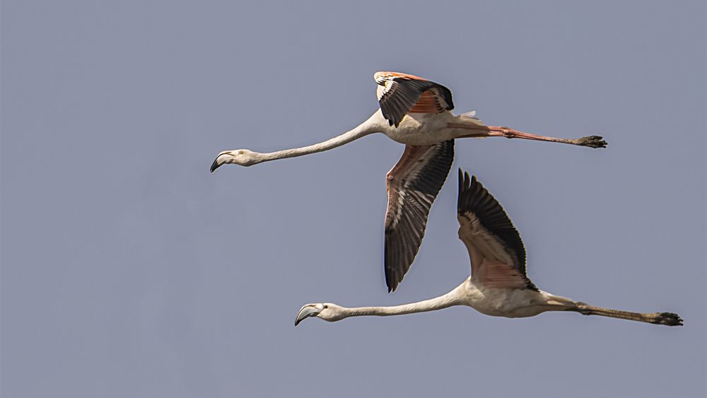 Collection of Bird Behavior photos