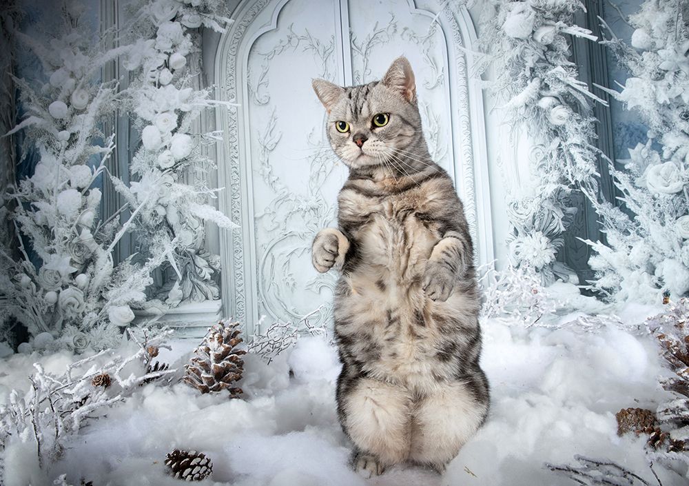 Happy New Year! Котики к Праздникам! С Новым Годом!