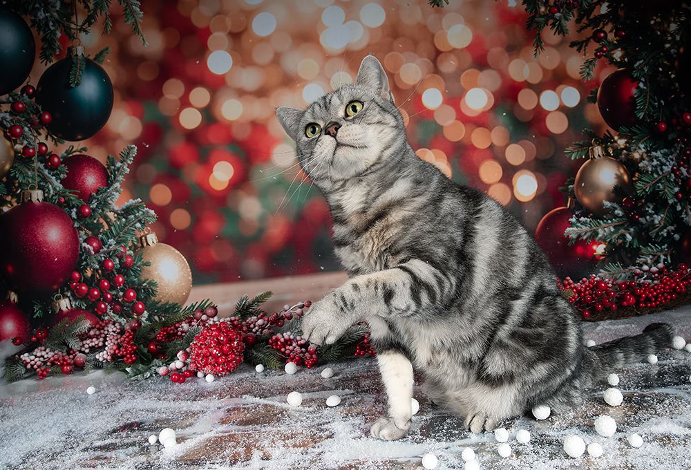 Happy New Year! Котики к Праздникам! С Новым Годом!