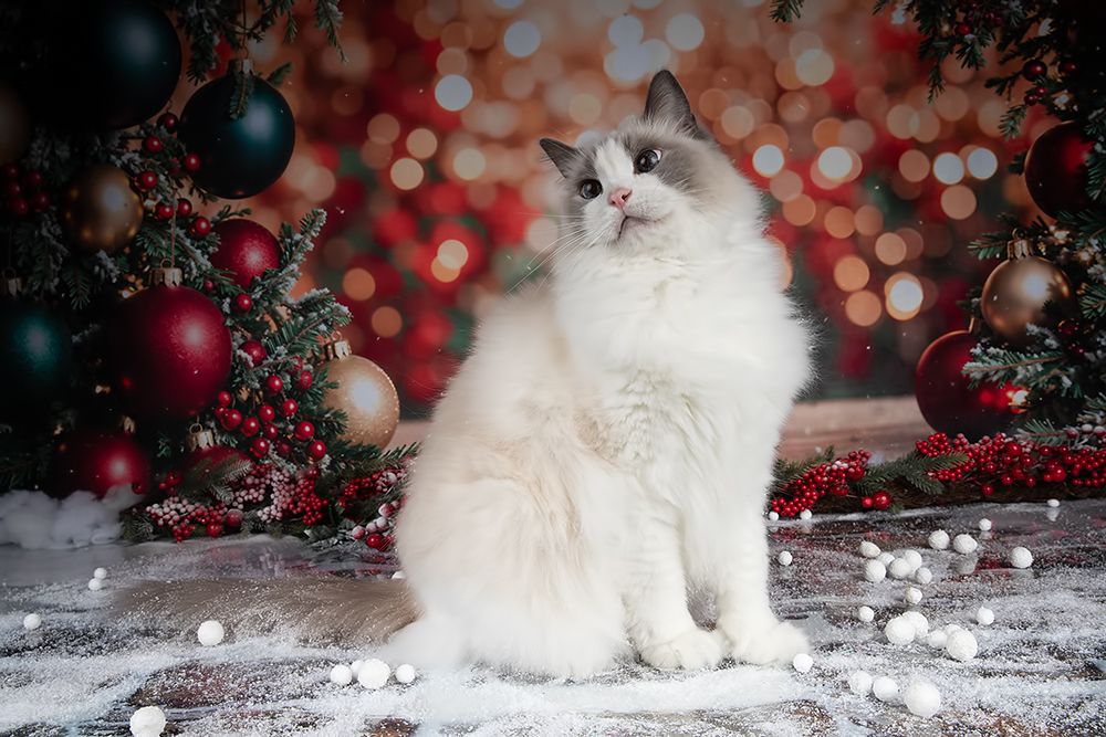 Happy New Year! Котики к Праздникам! С Новым Годом!