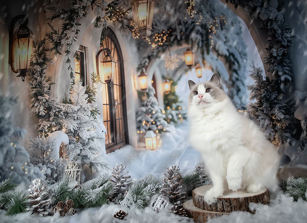 Happy New Year! Котики к Праздникам! С Новым Годом!