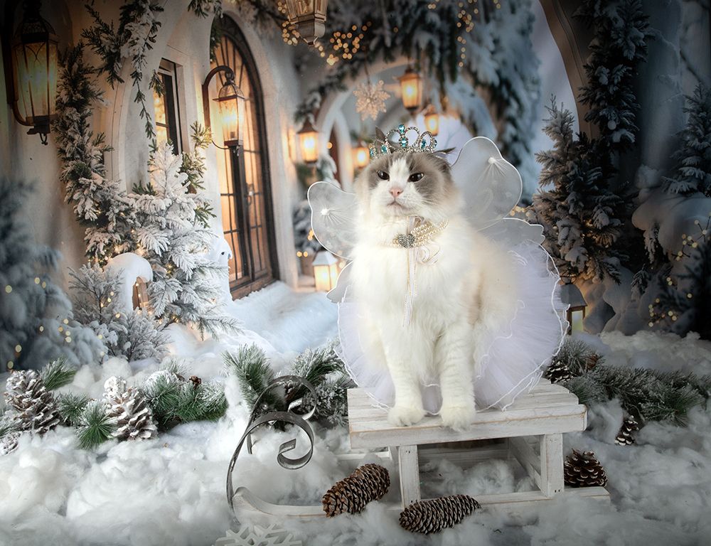 Happy New Year! Котики к Праздникам! С Новым Годом!