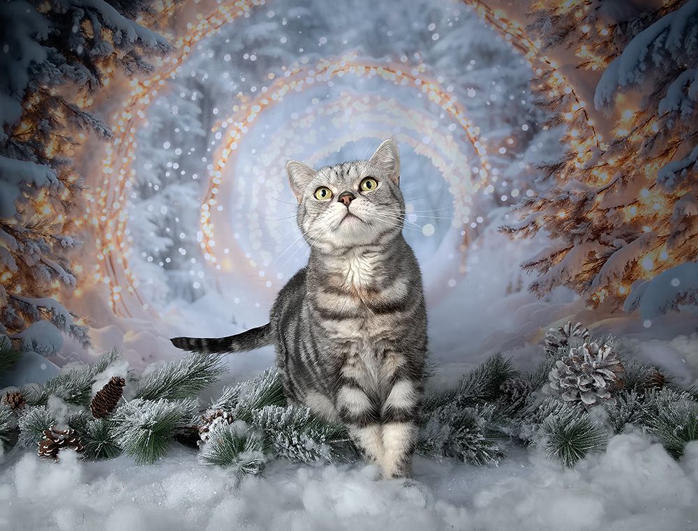 Happy New Year! Котики к Праздникам! С Новым Годом!