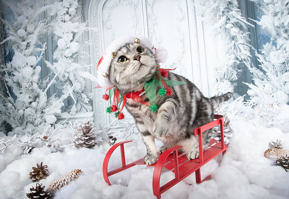 Happy New Year! Котики к Праздникам! С Новым Годом!