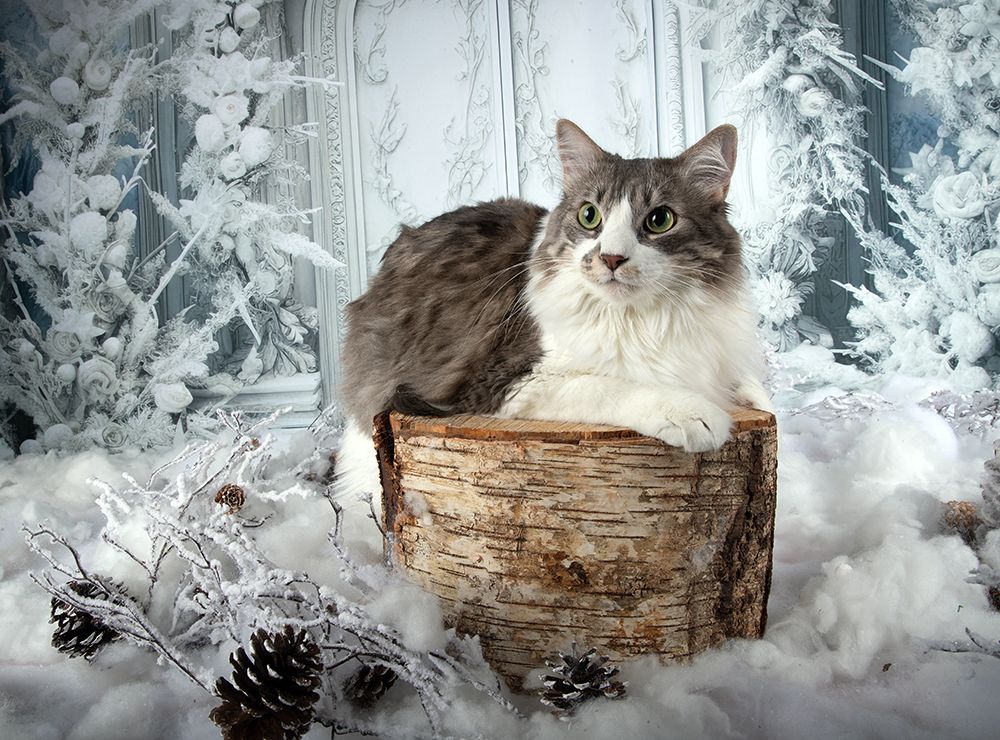 Happy New Year! Котики к Праздникам! С Новым Годом!