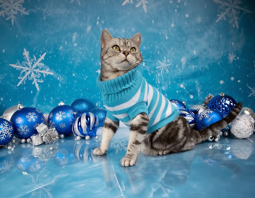 Happy New Year! Котики к Праздникам! С Новым Годом!