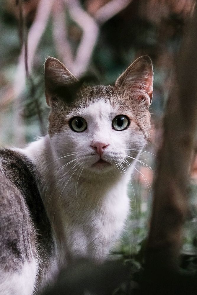 Котэ