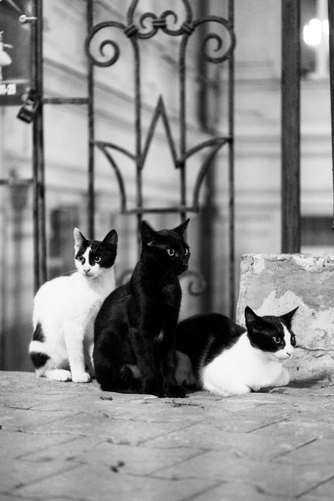 Котэ