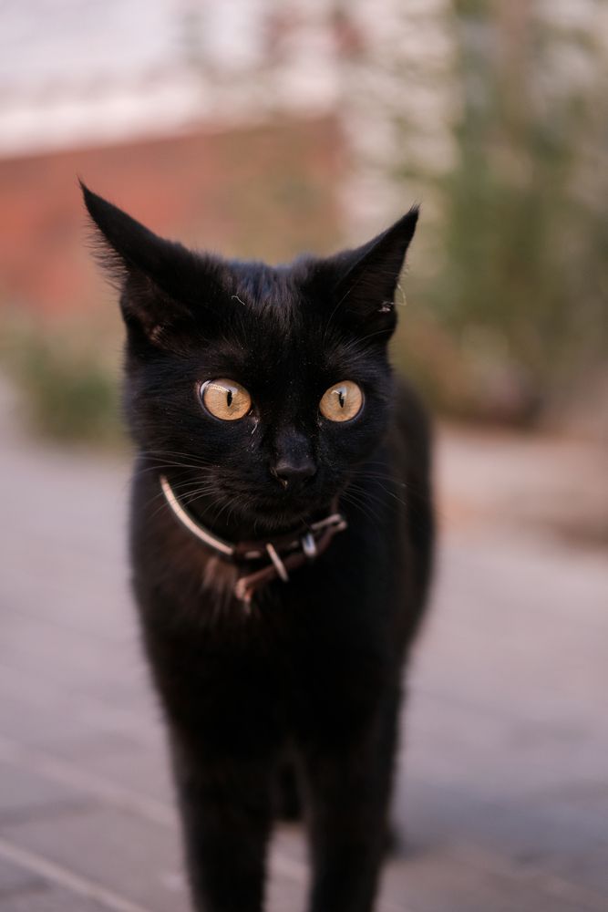 Котэ