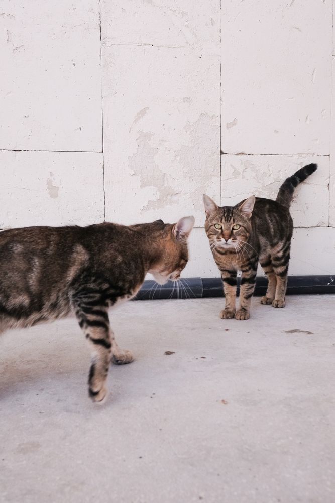 Котэ