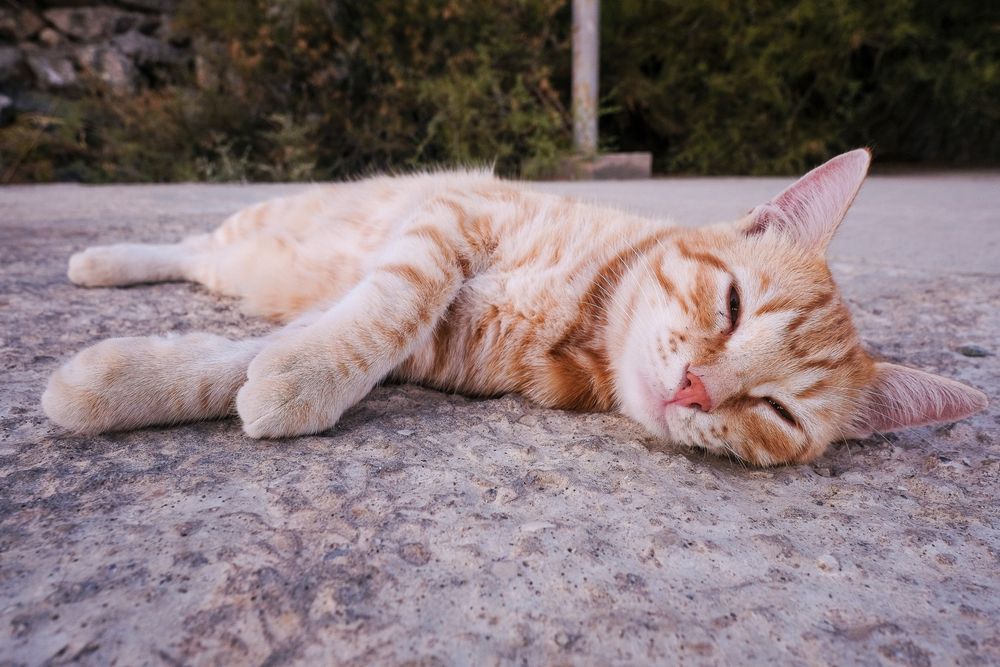 Котэ