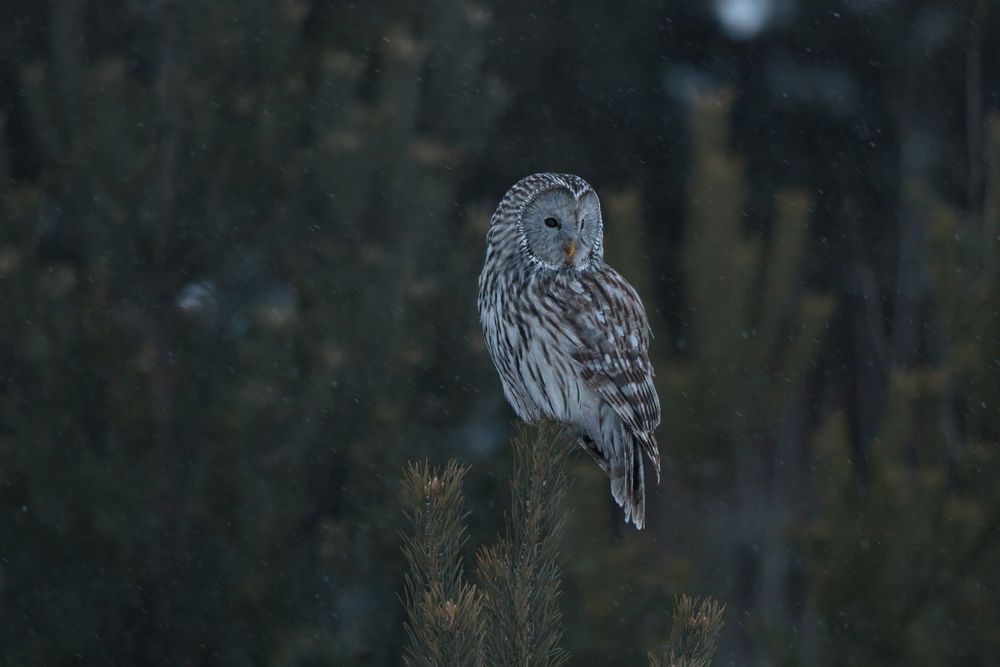 Photo 2954718