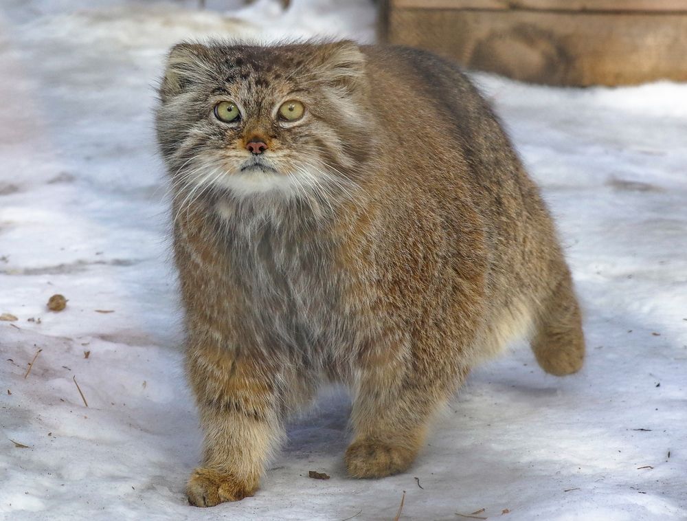 Манулы
