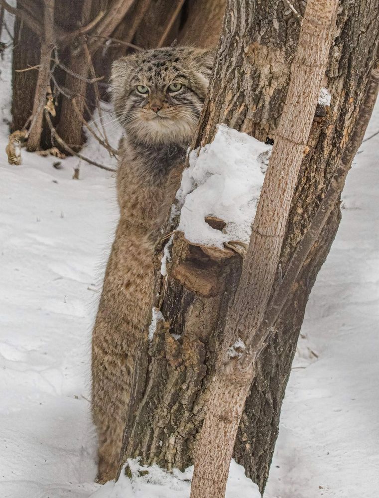 Манулы