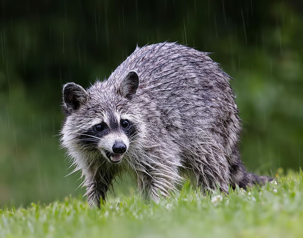 Енот-полоскун -Raccoons