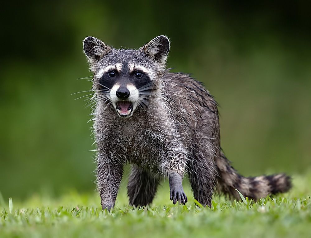 Енот-полоскун -Raccoons