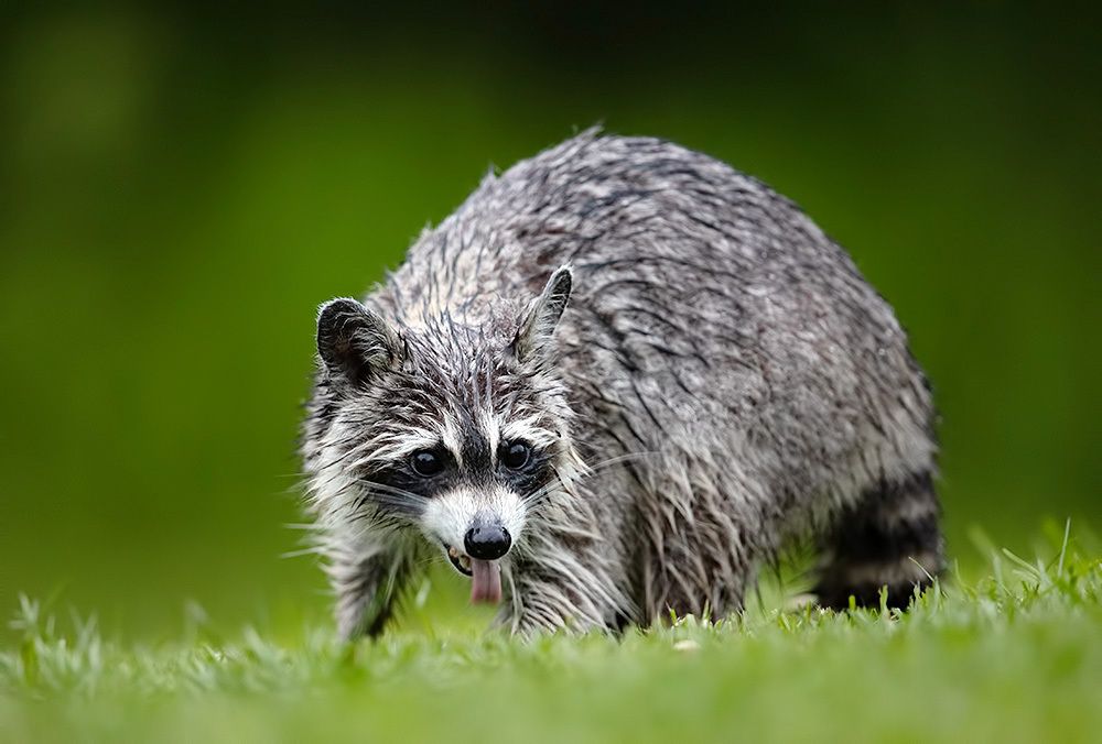 Енот-полоскун -Raccoons