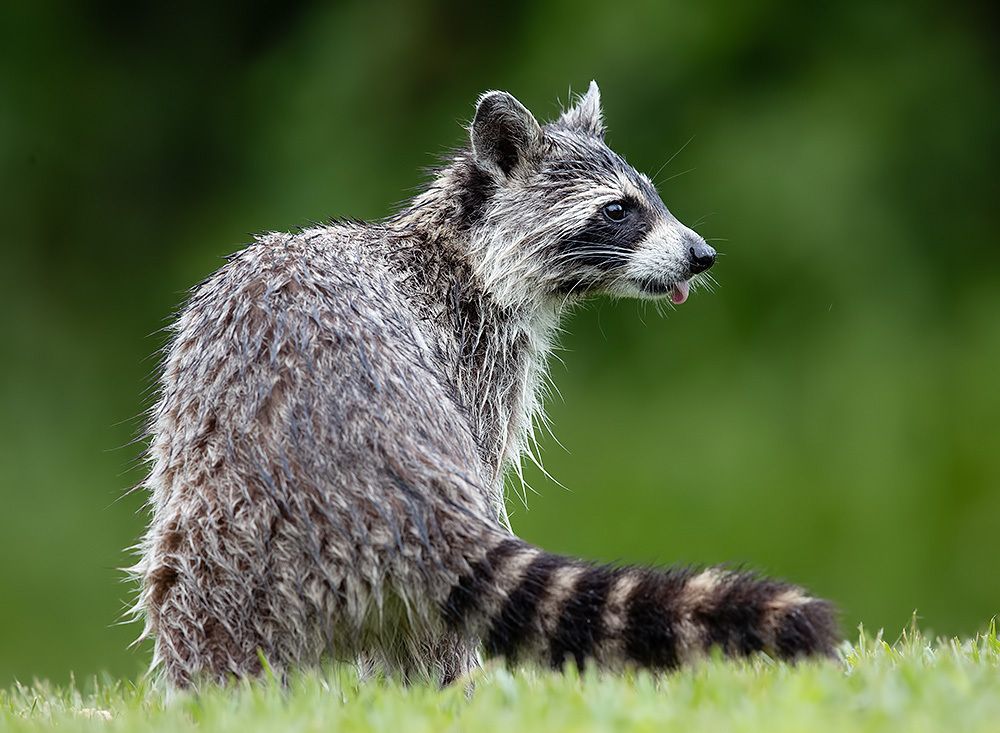 Енот-полоскун -Raccoons