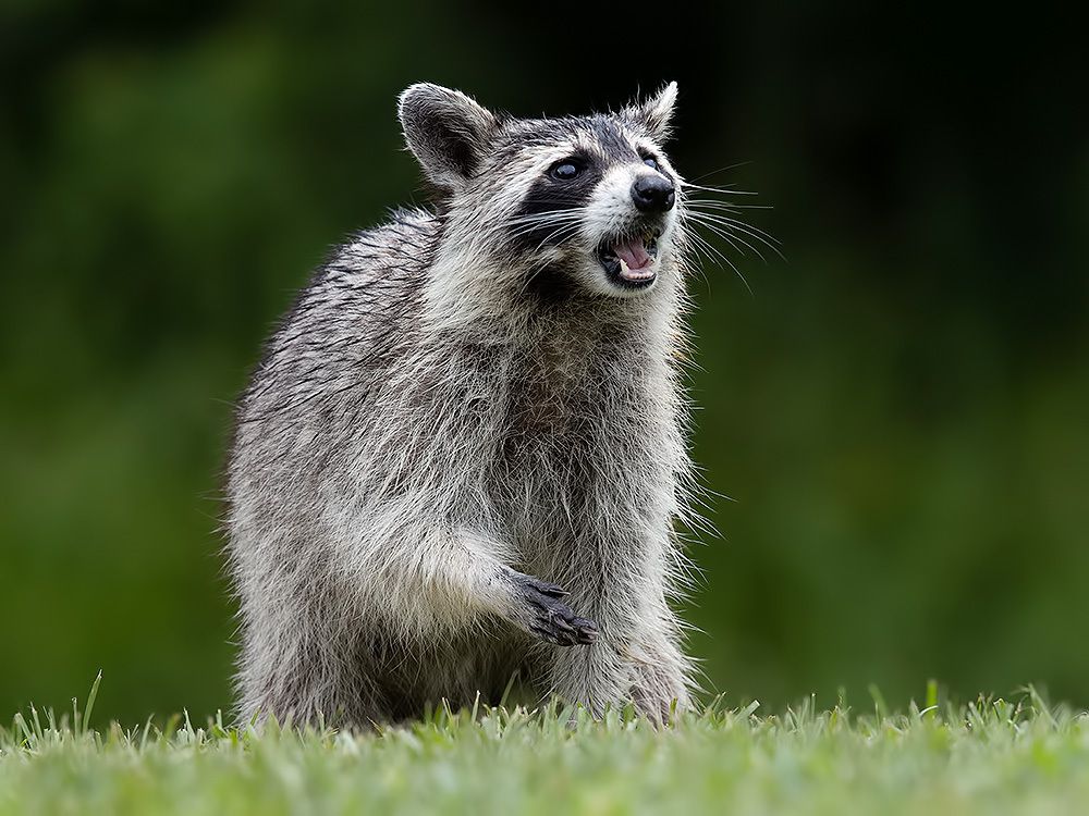 Енот-полоскун -Raccoons