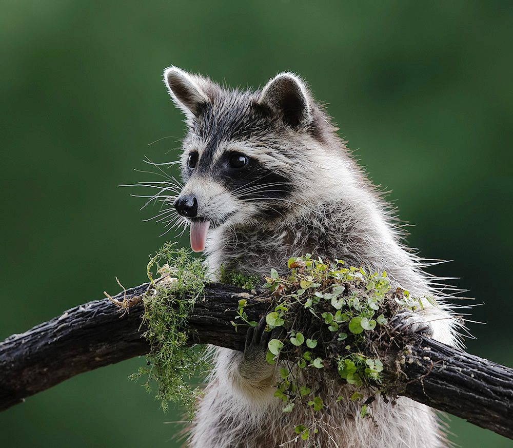 Енот-полоскун -Raccoons