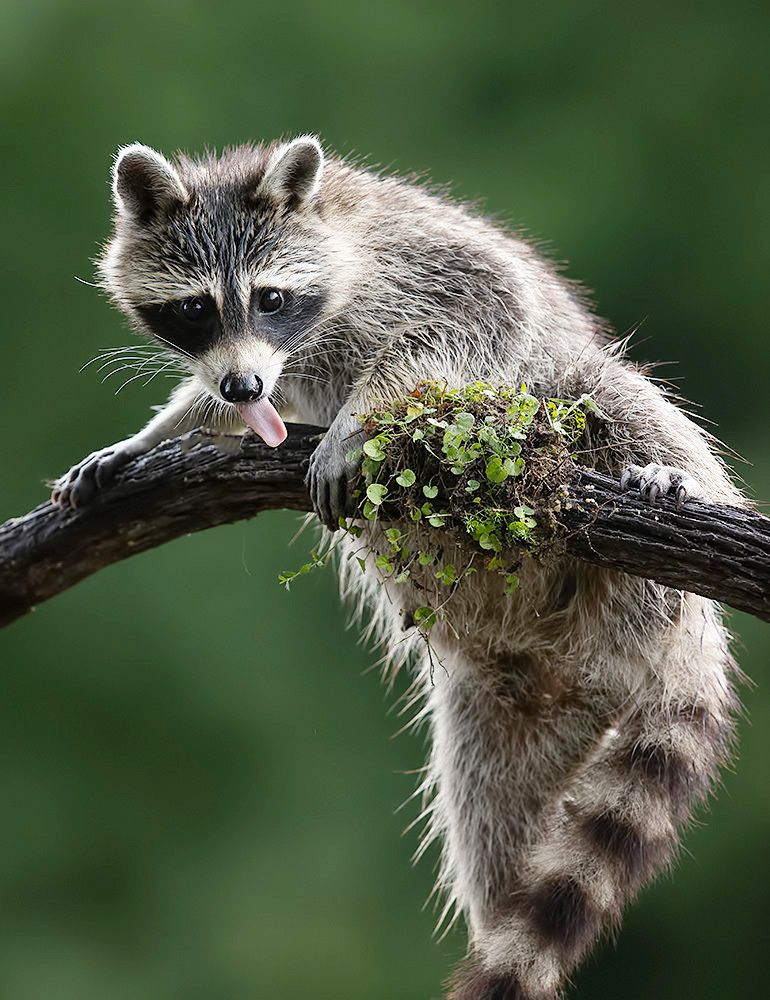 Енот-полоскун -Raccoons