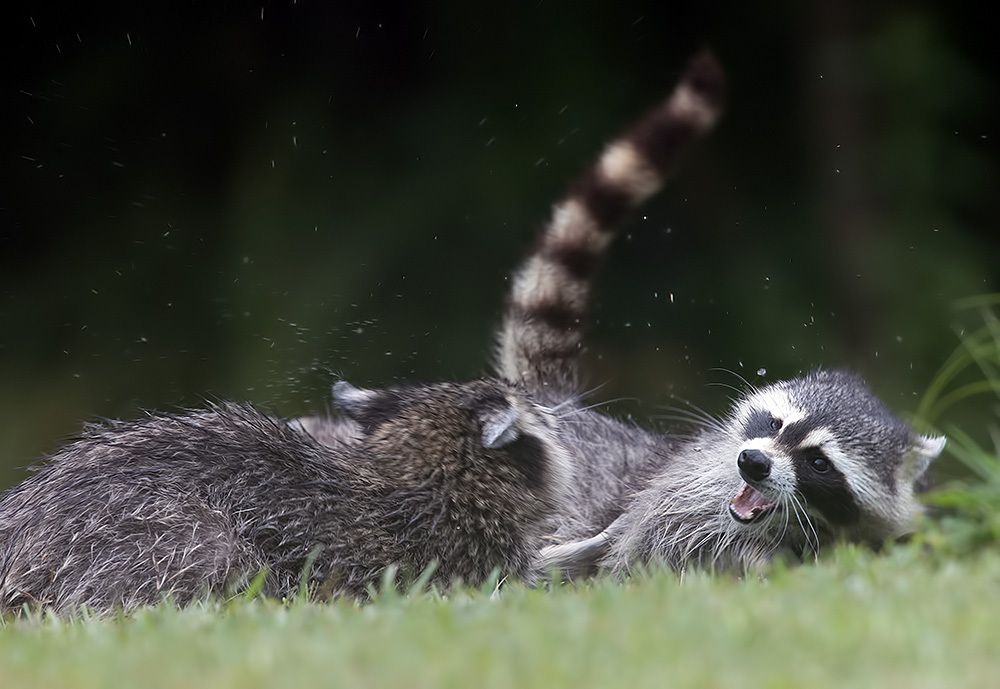Енот-полоскун -Raccoons