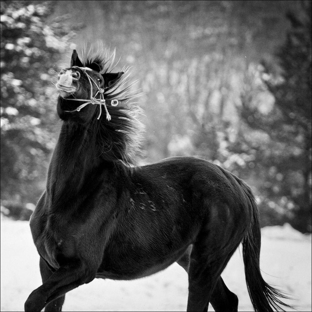 Born To Be Free