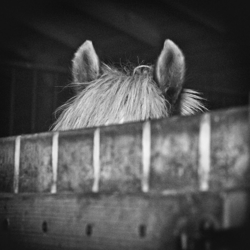 Born To Be Free