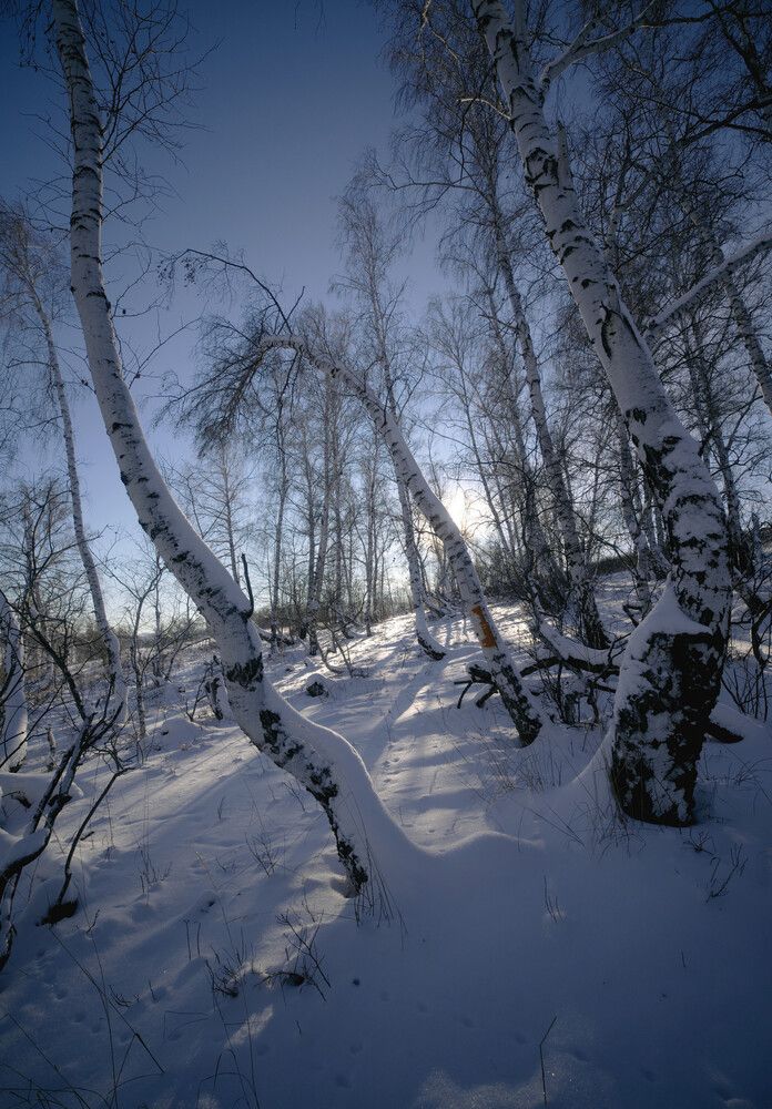 горный прилесок