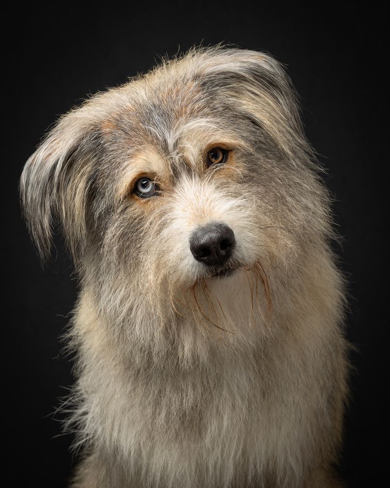 WoofPix Pet Photography