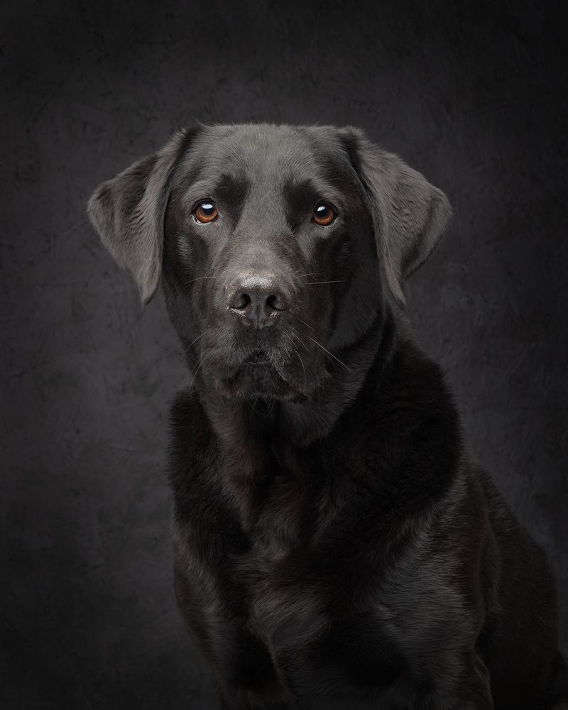 WoofPix Pet Photography