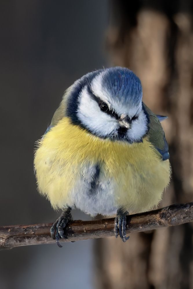 Обыкновенная лазоревка (лат. Cyanistes caeruleus)
