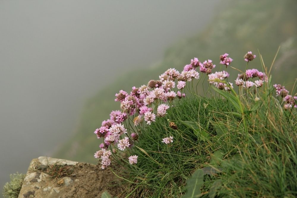 Cliffs of Moher
