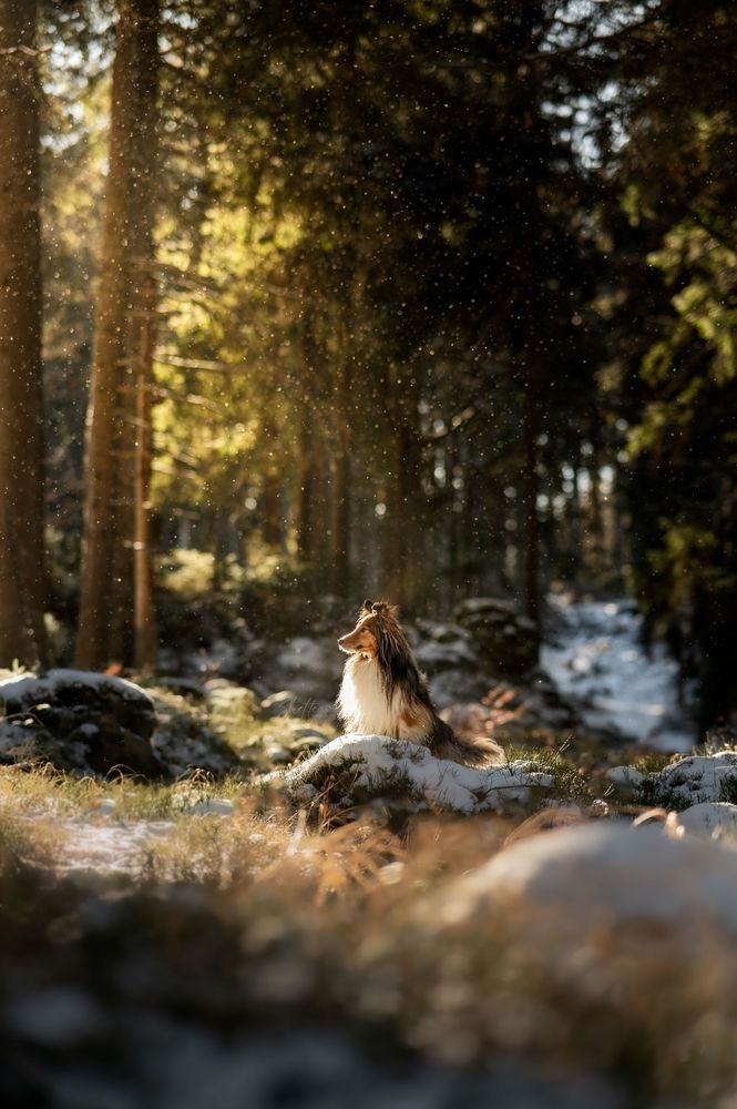 Dog Photography