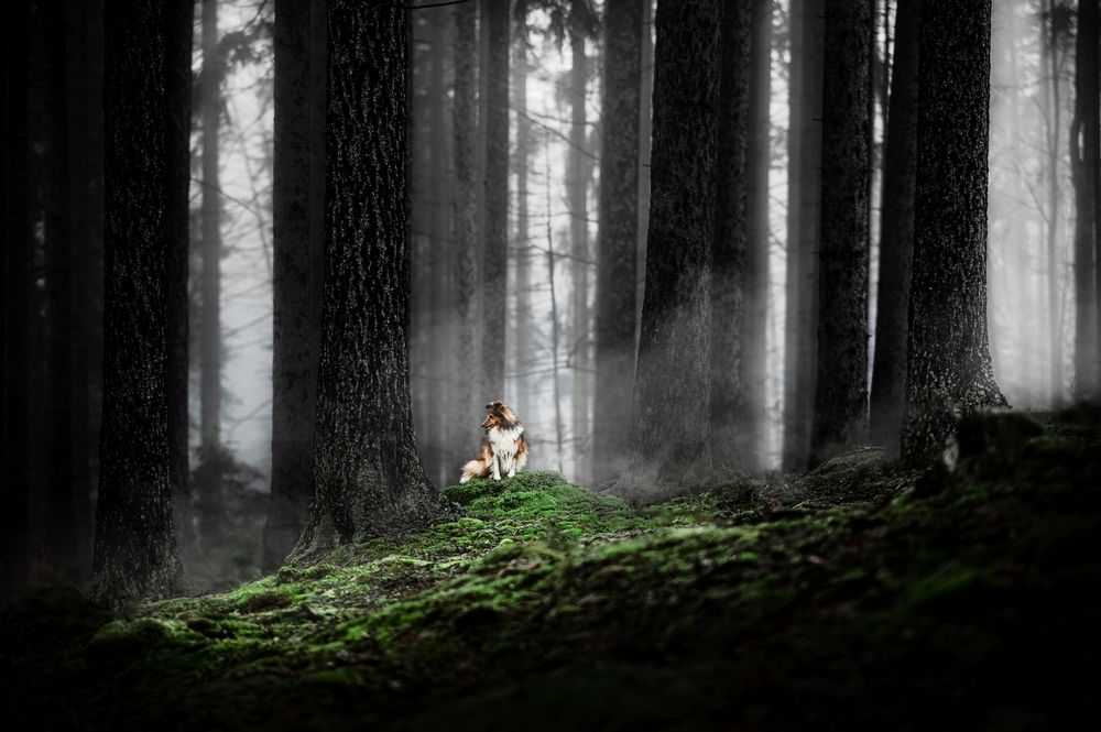 Dog Photography