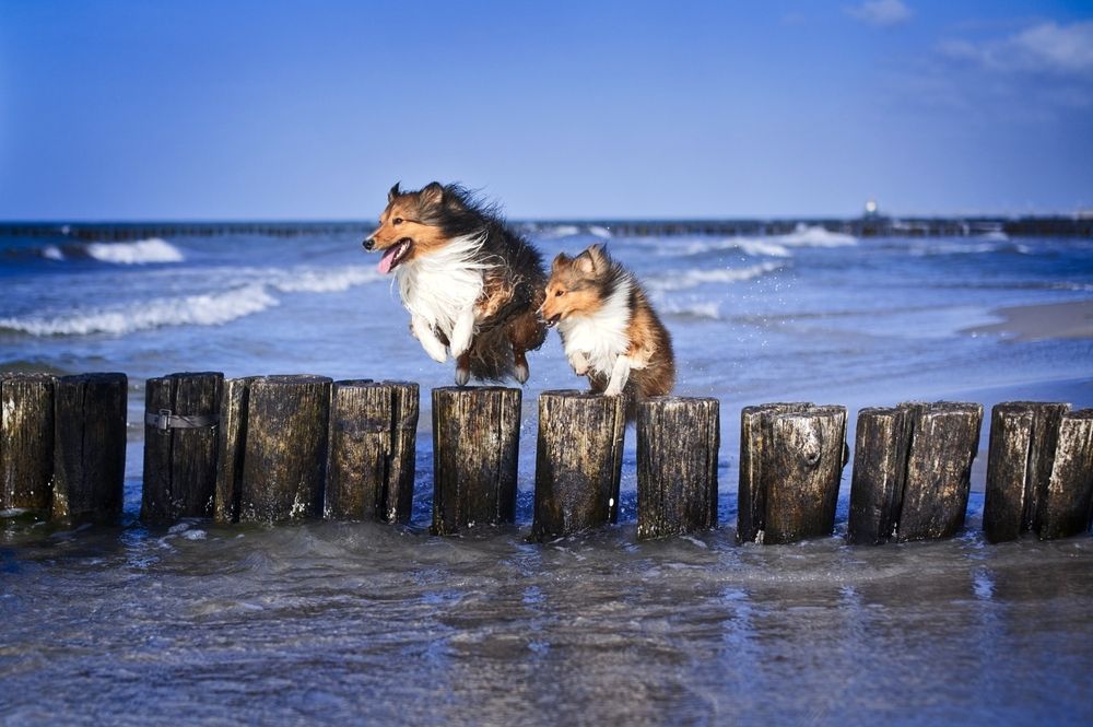 Dog Photography