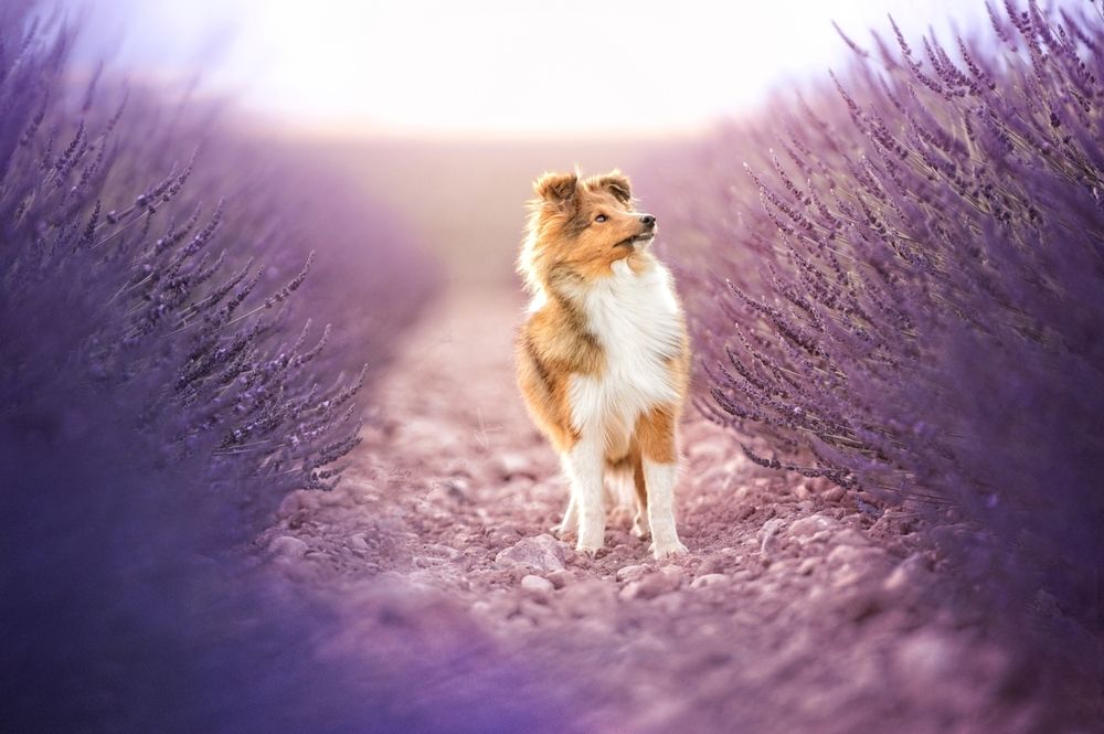 Dog Photography