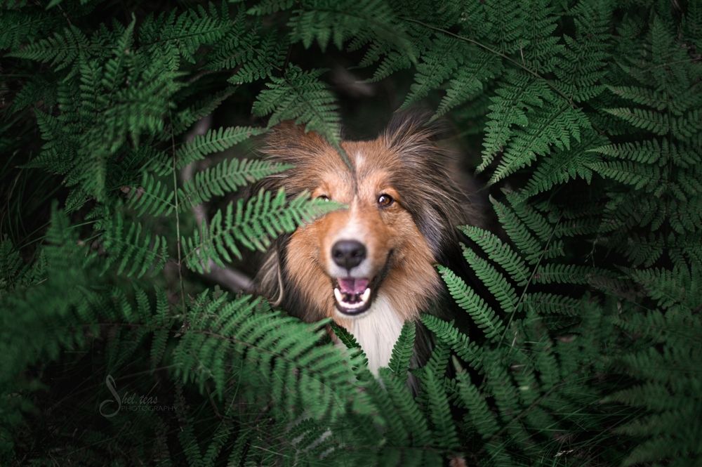Dog Photography
