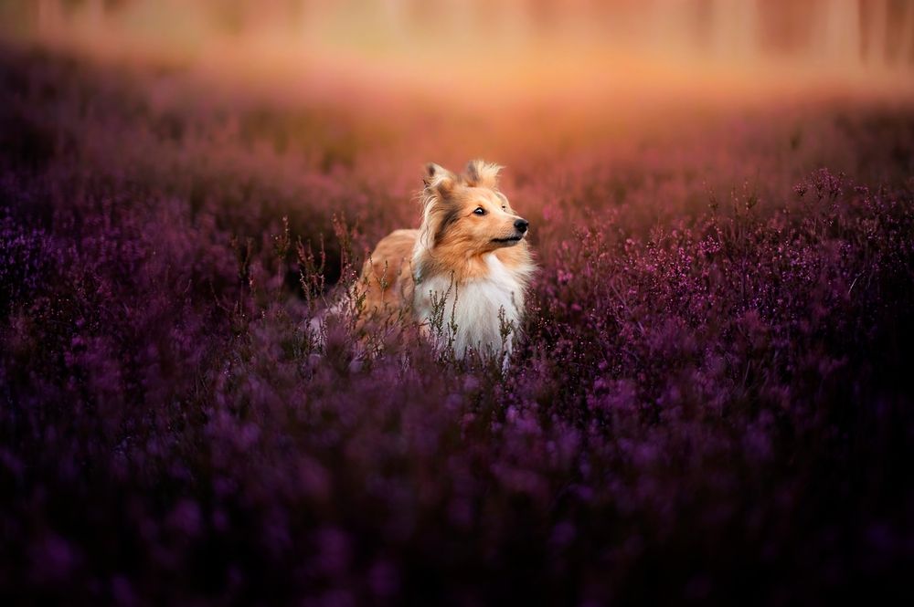 Dog Photography