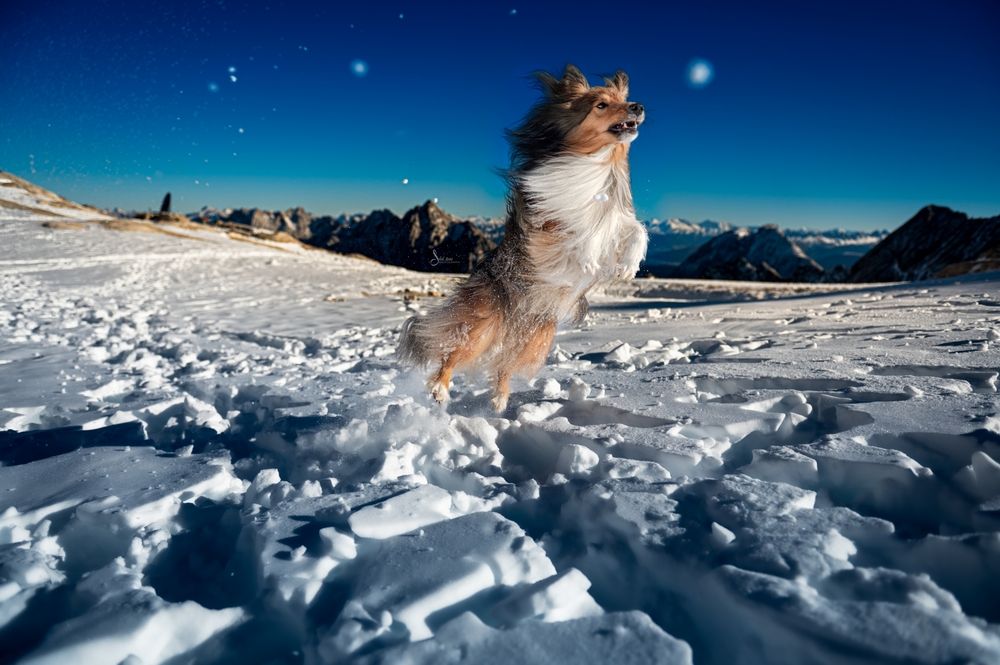 Dog Photography