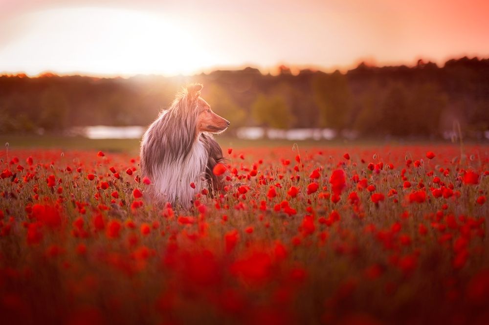 Dog Photography